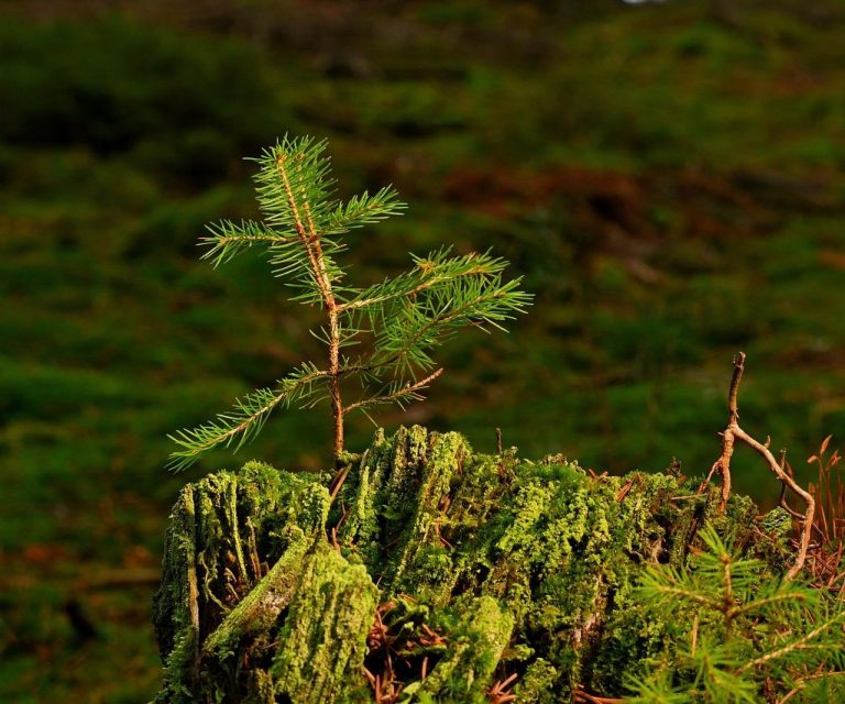 neu wachsender Baum als Symbol das was Neues entsteht