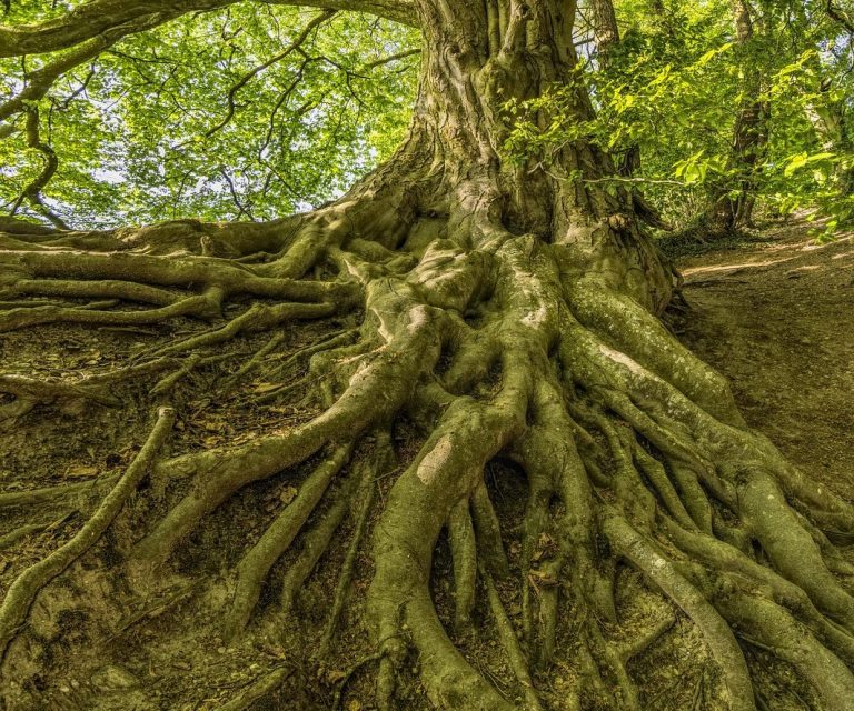 starke Wurzeln sind das Fundament für Wachstum